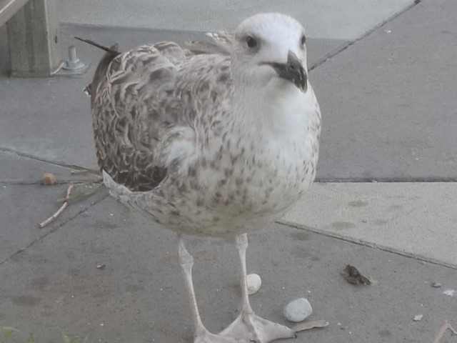 Priča s Jadrana: „Tonči, vrati se!“